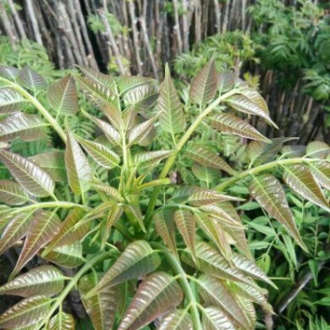 香椿苗，香椿树苗，大棚香椿苗，红叶香椿苗，红油香椿苗