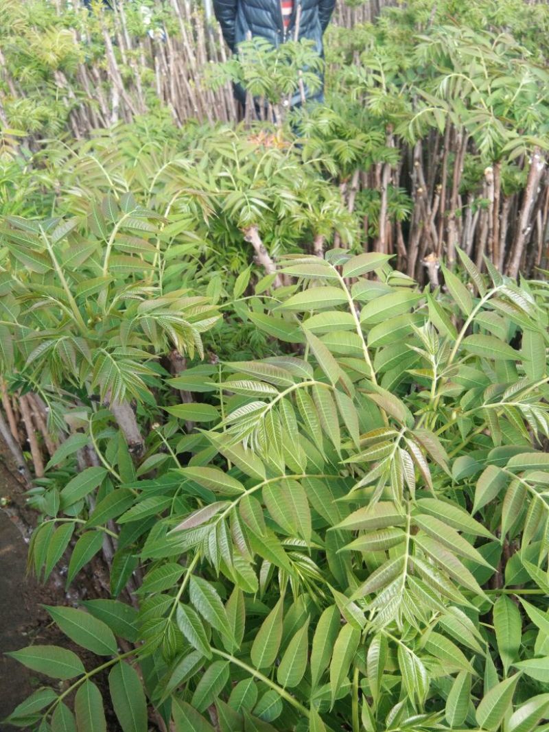 香椿苗，香椿树苗，大棚香椿苗，红叶香椿苗，红油香椿苗
