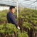 香椿苗，香椿树苗，大棚香椿苗，红叶香椿苗，红油香椿苗