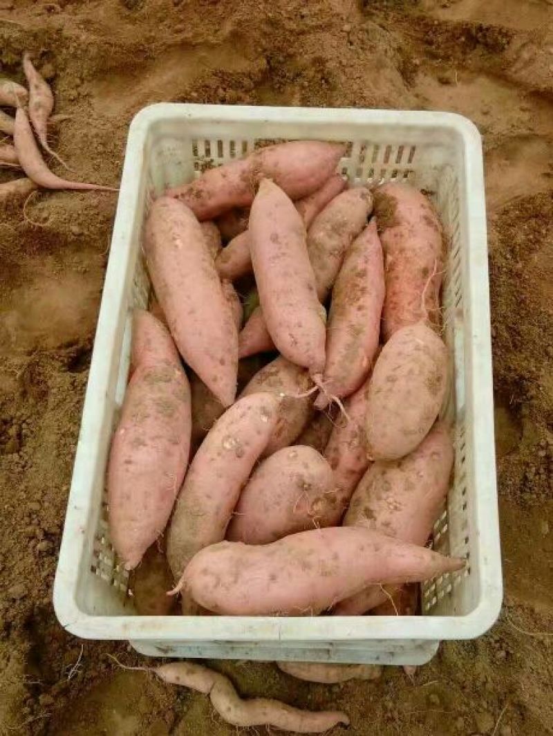 红薯3两以上通货黄心