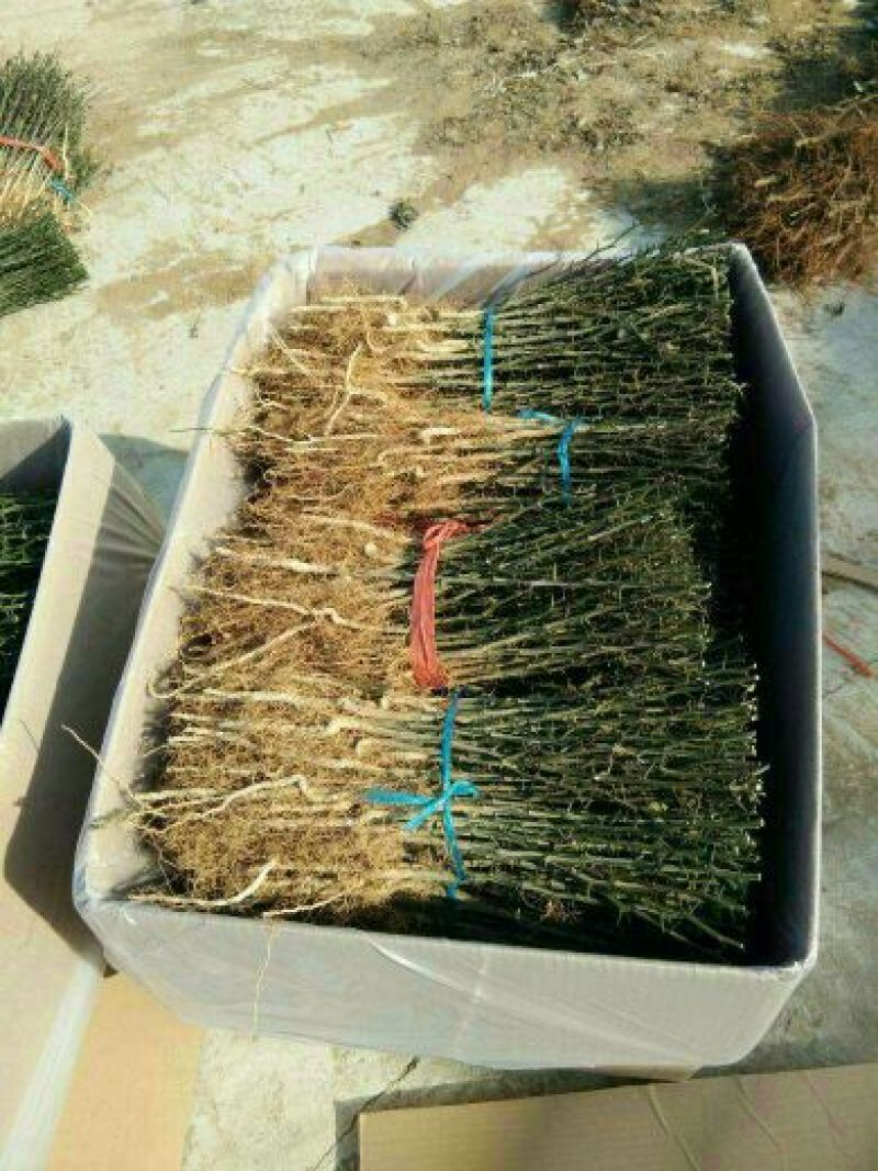 枸橘苗30~50cm，枸橘苗，嫁接橘子的优选砧木，篱笆