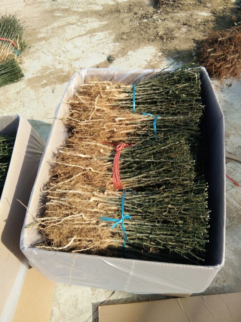 枸橘苗30~50cm，枸橘苗，嫁接橘子的优选砧木，篱笆