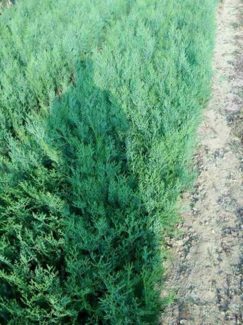 侧柏苗20~30cm，嫁接龙柏的砧木，侧柏苗，侧柏树苗