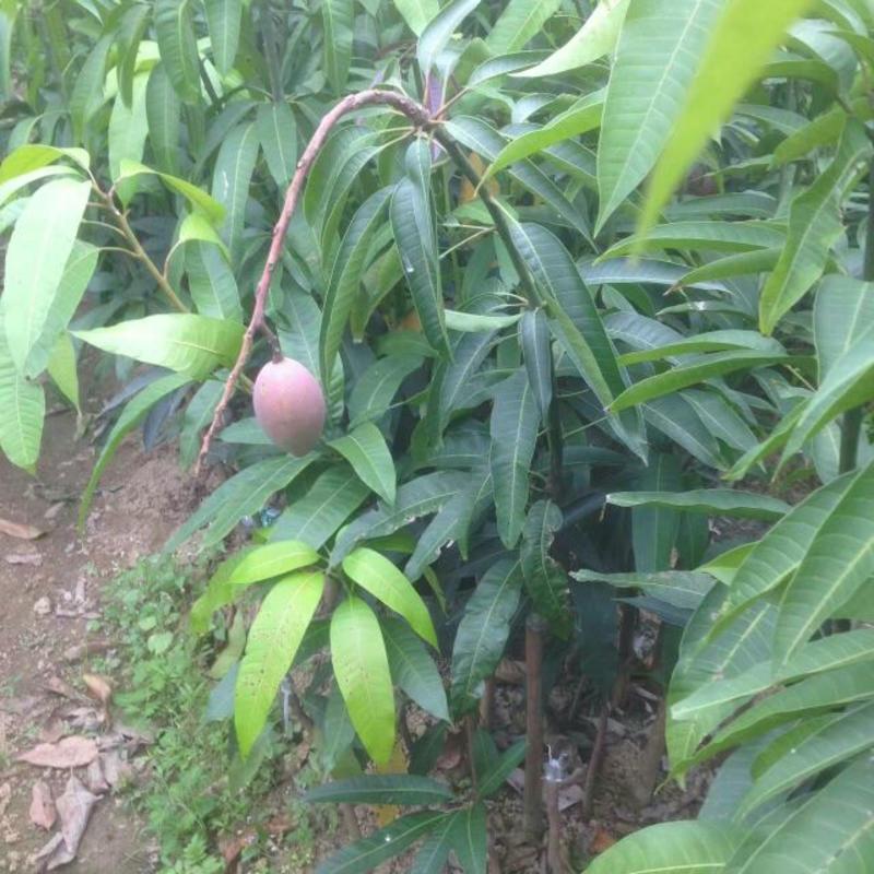 广西红贵妃芒果树苗带土球带叶子南北方可种植品种是嫁接苗