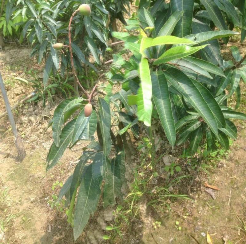 广西红贵妃芒果树苗带土球带叶子南北方可种植品种是嫁接苗