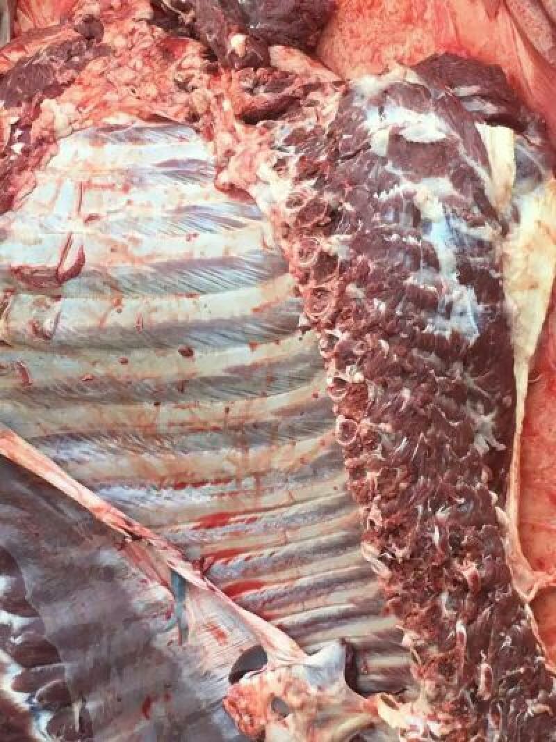 驴肉鲜货价真价实现杀现卖量大优惠欢迎电话联系合作