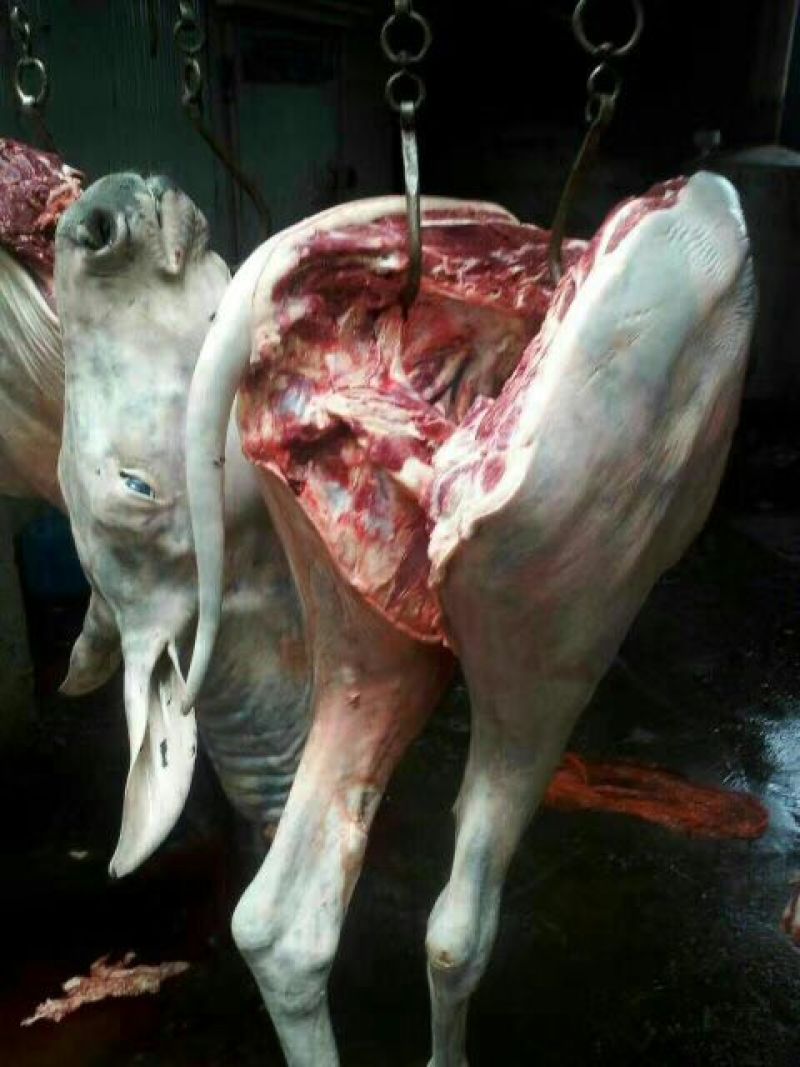 驴肉鲜货价真价实现杀现卖量大优惠欢迎电话联系合作