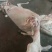 驴肉鲜货价真价实现杀现卖量大优惠欢迎电话联系合作
