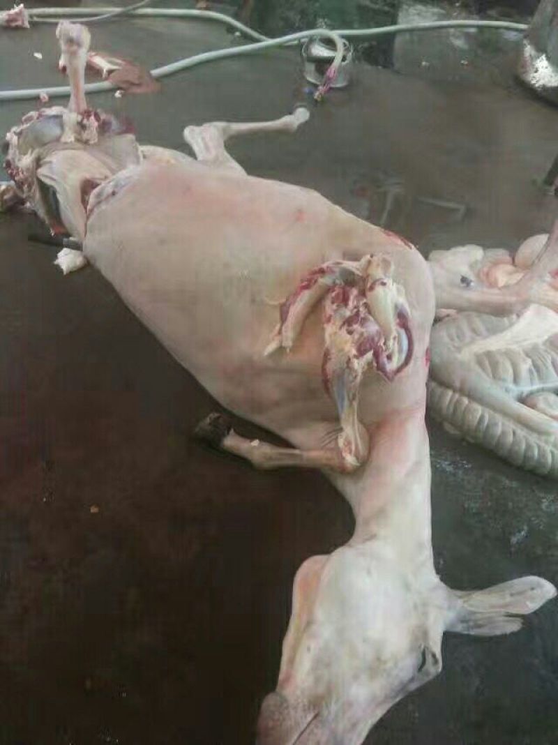 驴肉鲜货价真价实现杀现卖量大优惠欢迎电话联系合作