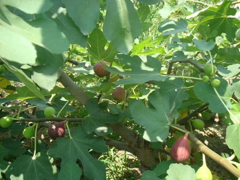 瑞涛苗木有限。布兰瑞克无花果苗80cm以上