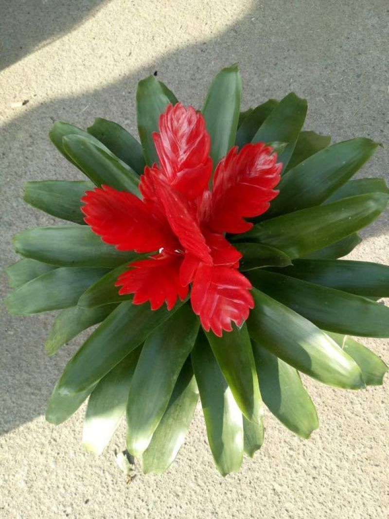 蟹爪兰多花色多规格，发货及时质量保证价格合理