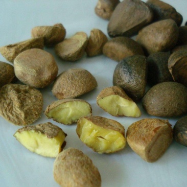 江西茶果90%以上大果榨油专用江西茶果90%以上大果