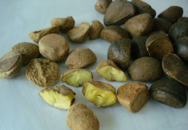 江西茶果90%以上大果榨油专用江西茶果90%以上大果