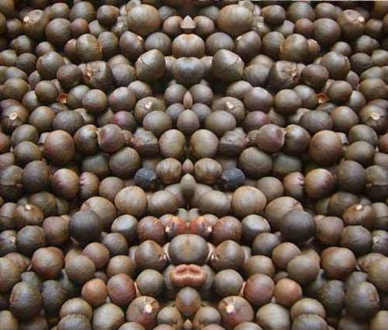 江西茶果90%以上大果榨油专用江西茶果90%以上大果