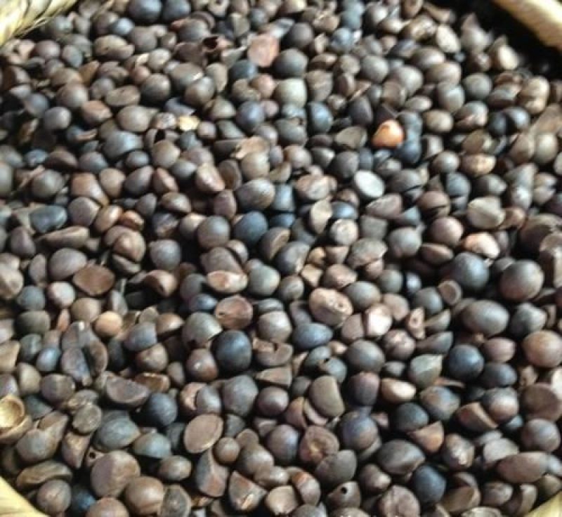 江西茶果90%以上大果榨油专用江西茶果90%以上大果