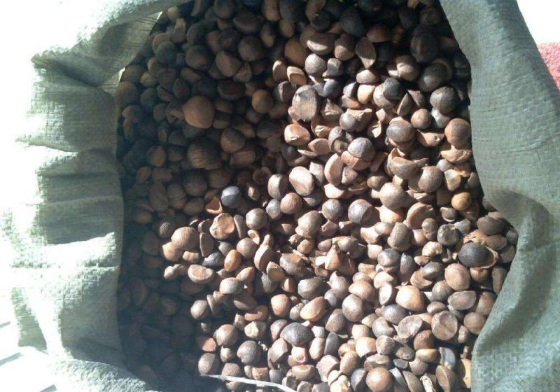 江西茶果90%以上大果榨油专用江西茶果90%以上大果