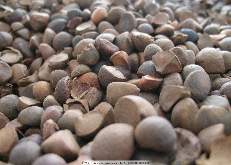 江西茶果90%以上大果榨油专用江西茶果90%以上大果
