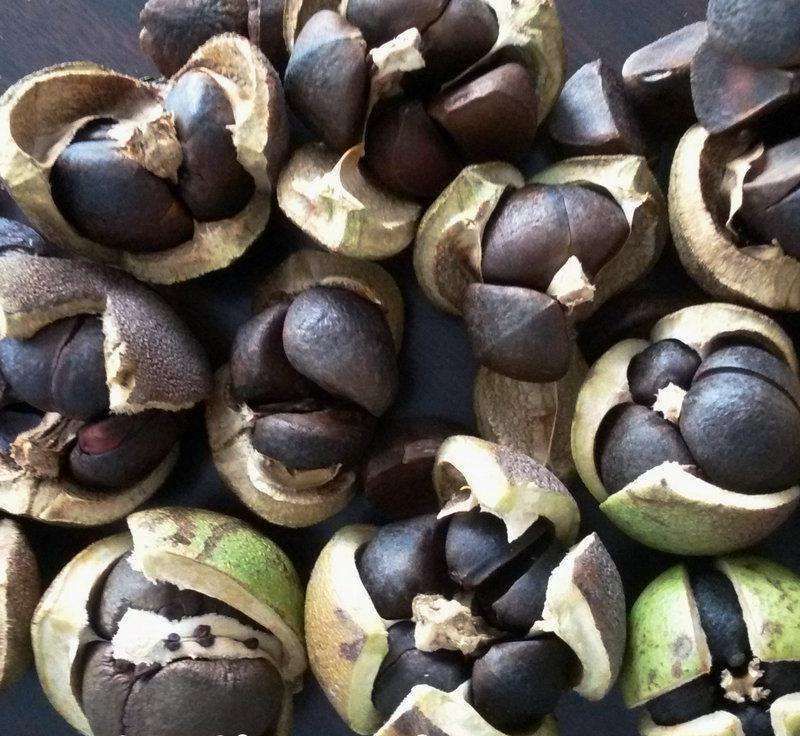 江西茶果90%以上大果榨油专用江西茶果90%以上大果