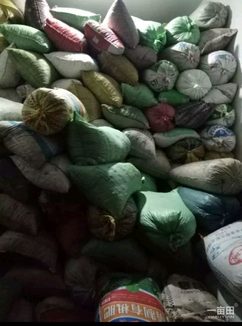 江西茶果90%以上大果榨油专用江西茶果90%以上大果