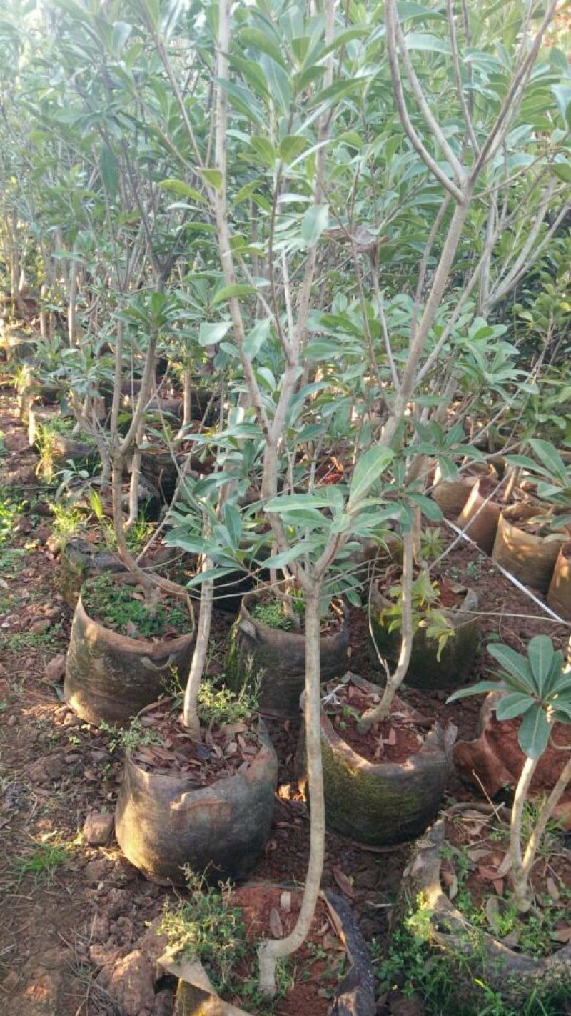 杨梅树171~200cm