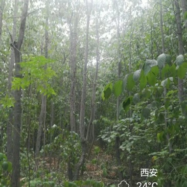 杜仲树8~10cm6~8cm3~3.5米
