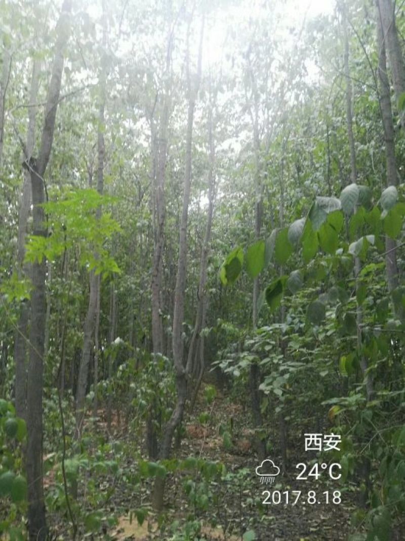 杜仲树8~10cm6~8cm3~3.5米