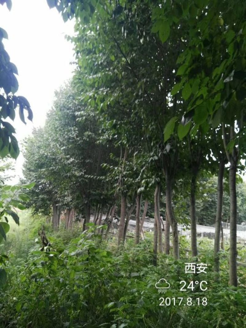 杜仲树8~10cm6~8cm3~3.5米