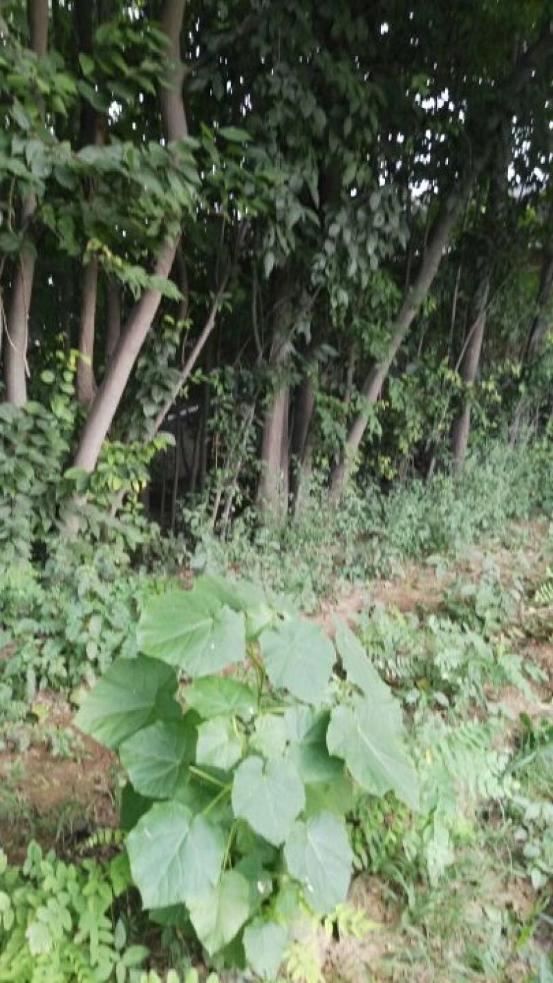 杜仲树8~10cm6~8cm3~3.5米