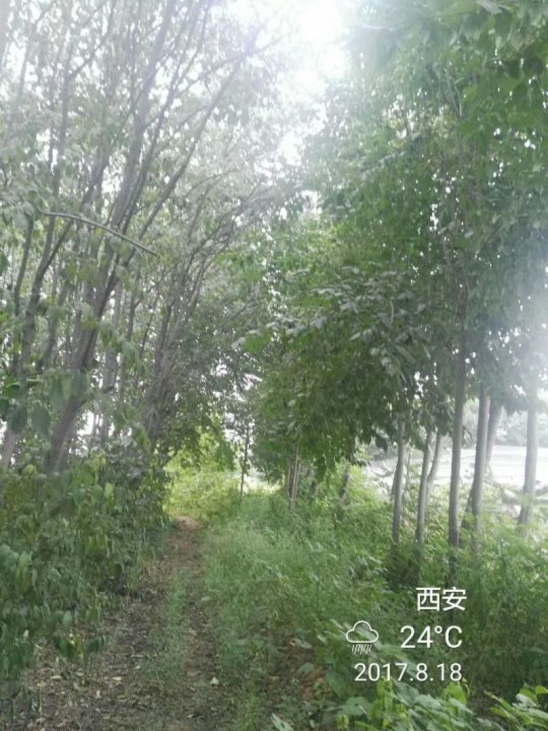 杜仲树8~10cm6~8cm3~3.5米