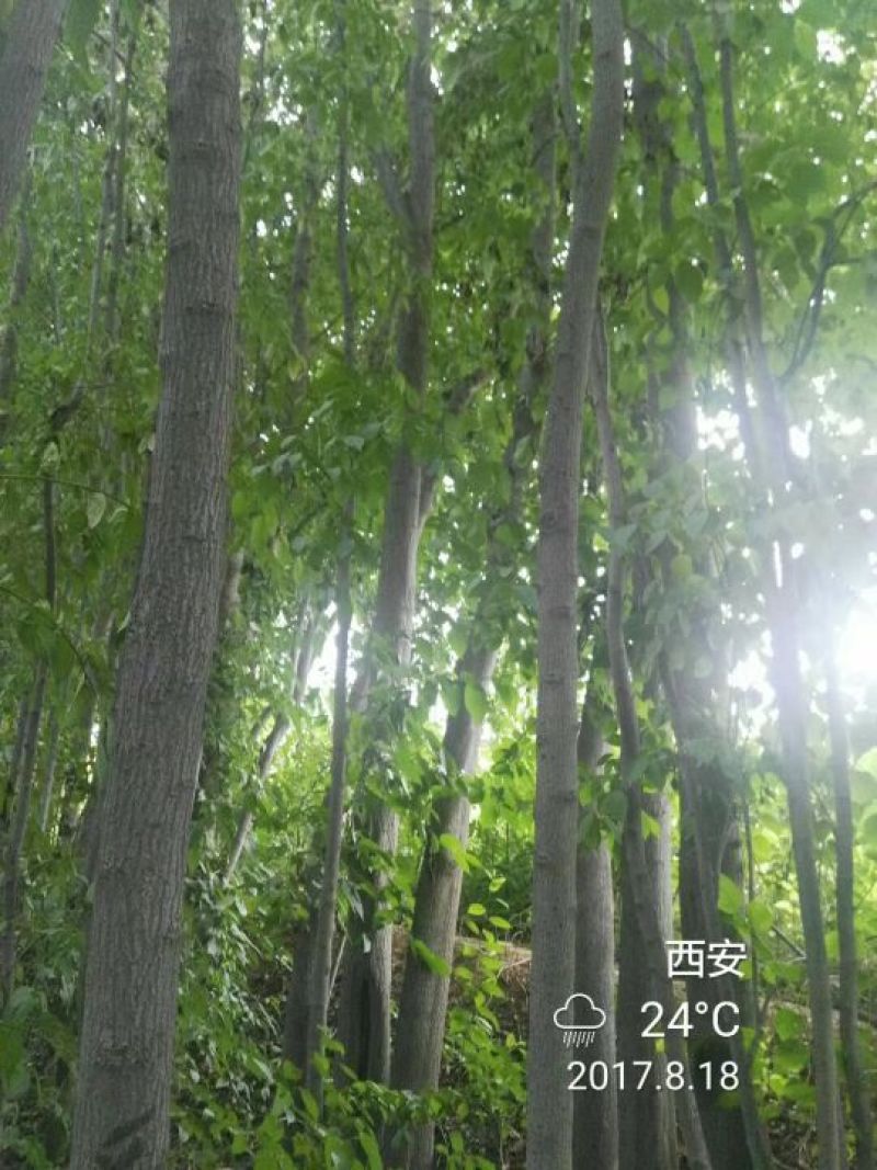 杜仲树8~10cm6~8cm3~3.5米