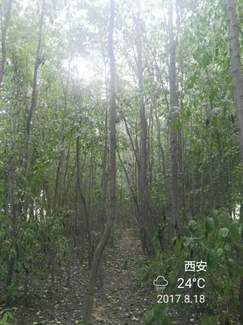 杜仲树8~10cm6~8cm3~3.5米