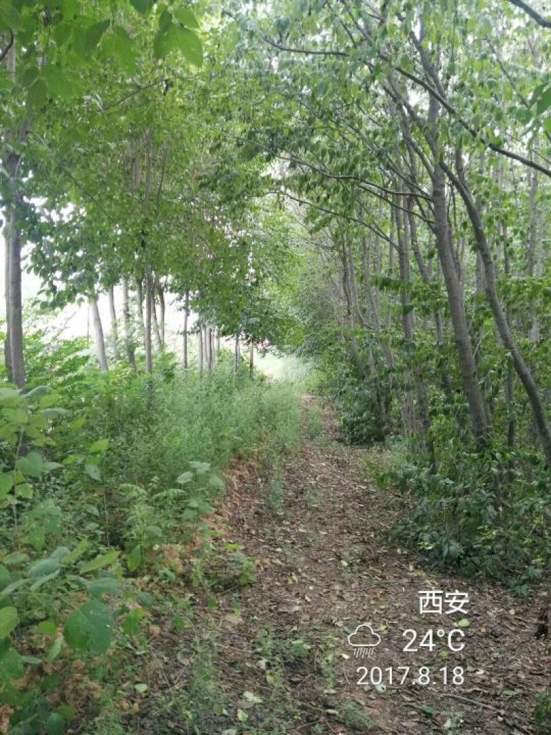杜仲树8~10cm6~8cm3~3.5米