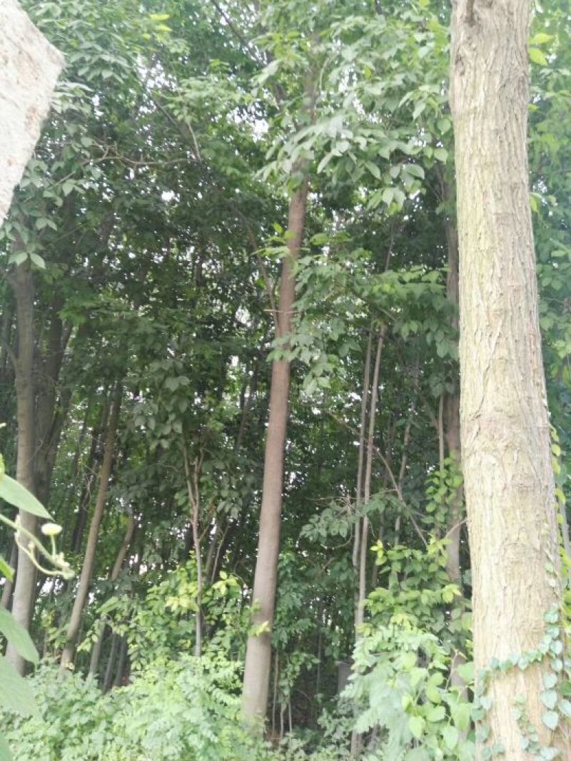 杜仲树8~10cm6~8cm3~3.5米
