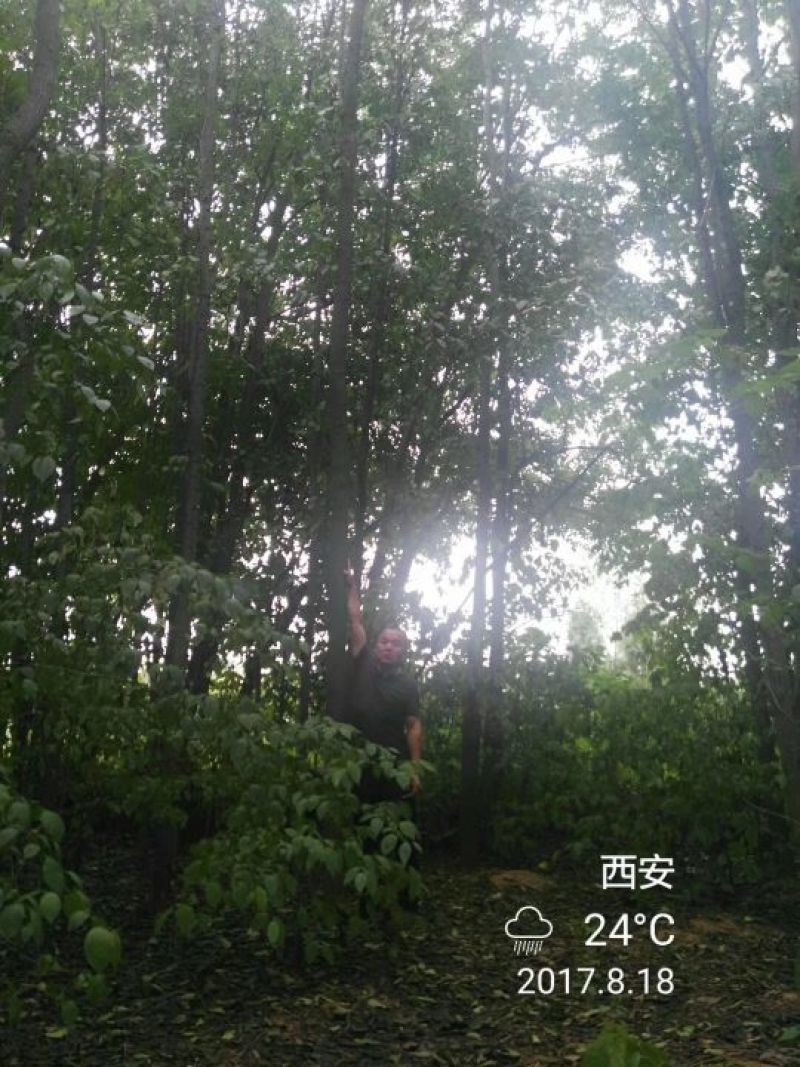 杜仲树8~10cm6~8cm3~3.5米