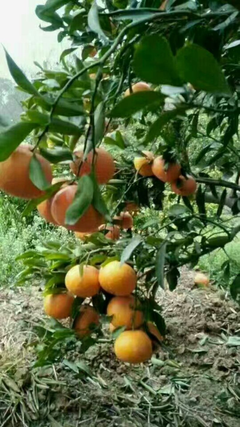 长虹脐橙自产自销，皮溥光滑，果园订货，提供一条龙服务。