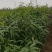 毛桃树种子90%以上，诚信为本。