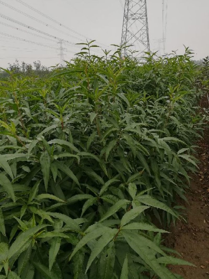 毛桃树种子90%以上，诚信为本。