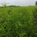 毛桃树种子90%以上，诚信为本。