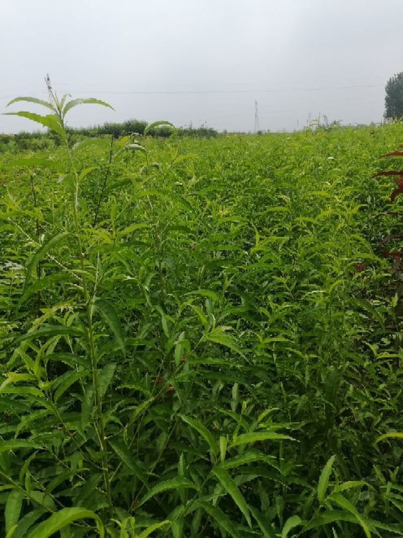 毛桃树种子90%以上，诚信为本。