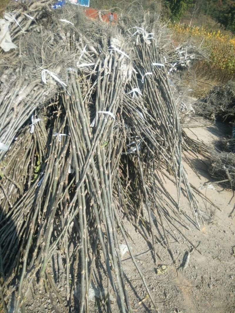核桃苗免费提供种植技术