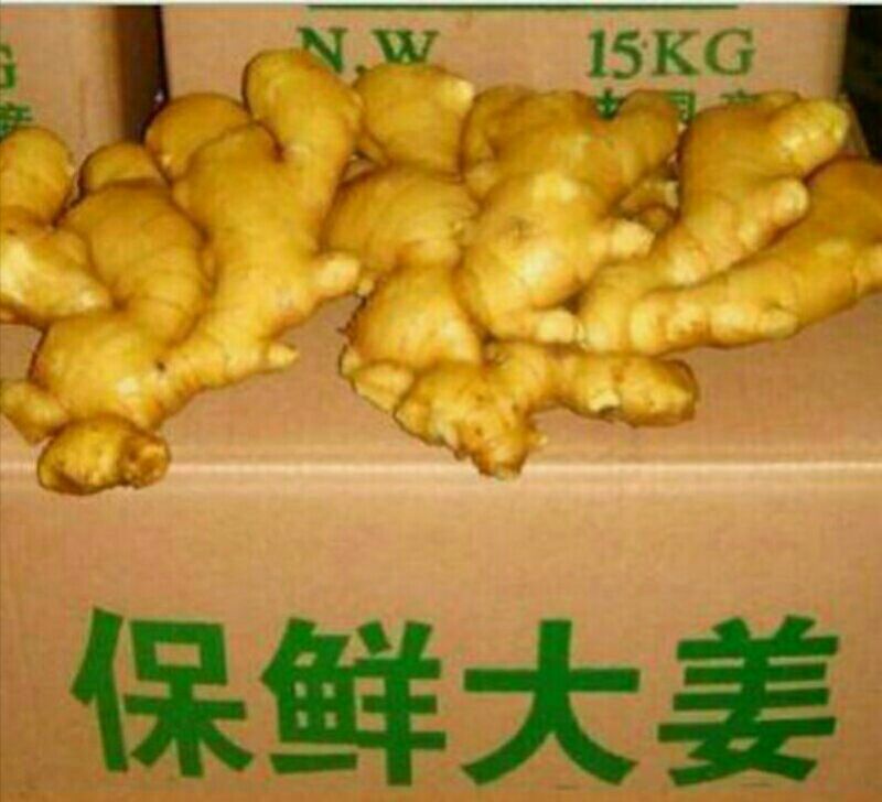 大黄姜地窖出姜质量好