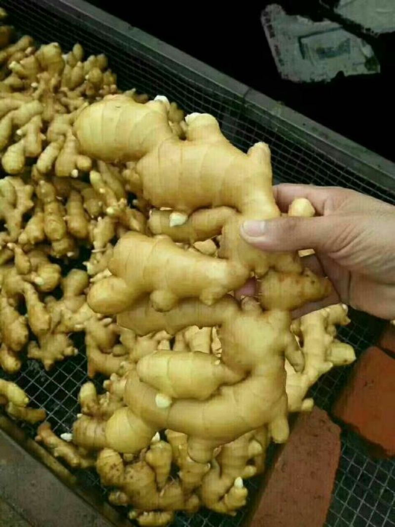 大黄姜地窖出姜质量好