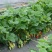 红颜草莓苗10cm以下