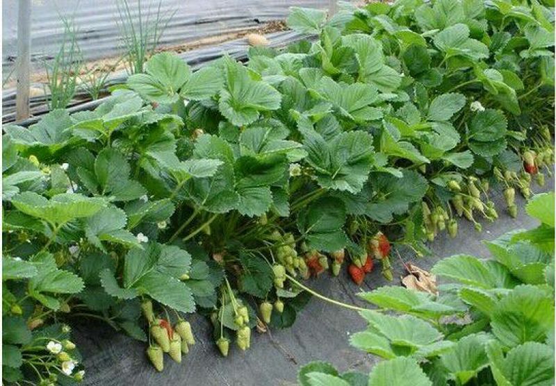 红颜草莓苗10cm以下
