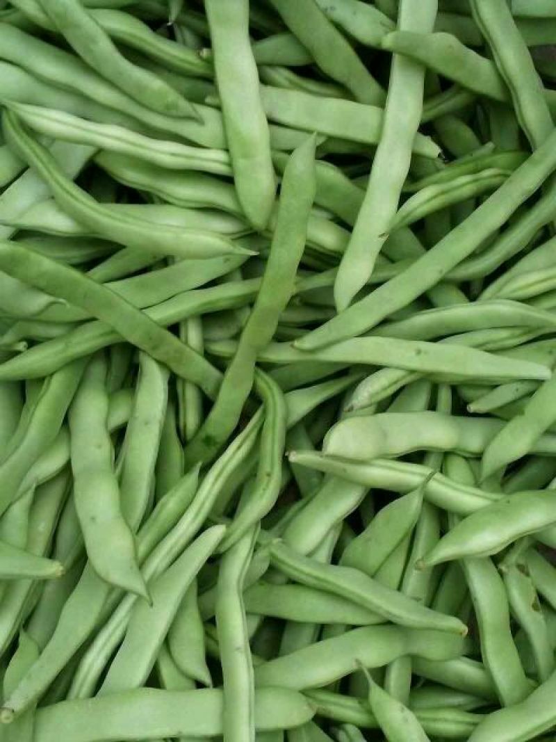 四季豆15~20cm