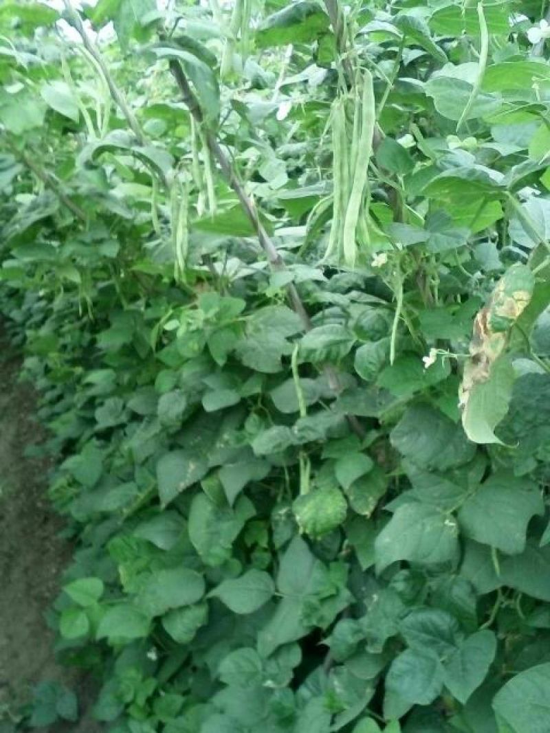 四季豆15~20cm