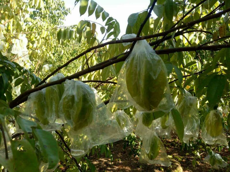 杨桃3~4两