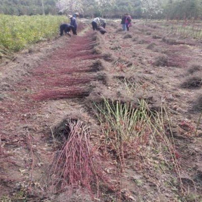 红枫树苗中国红枫三季红枫红舞姬曰本红枫赤枫