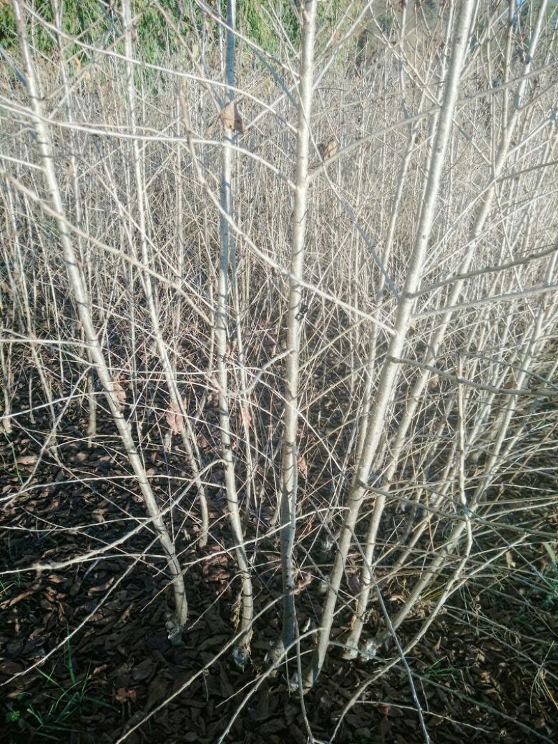 砧木樱桃