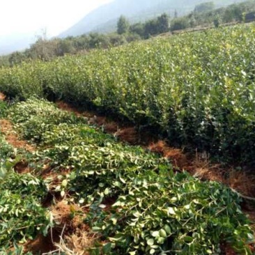 江西高产嫁接油茶苗规格齐全基地直供品种纯正来源清楚
